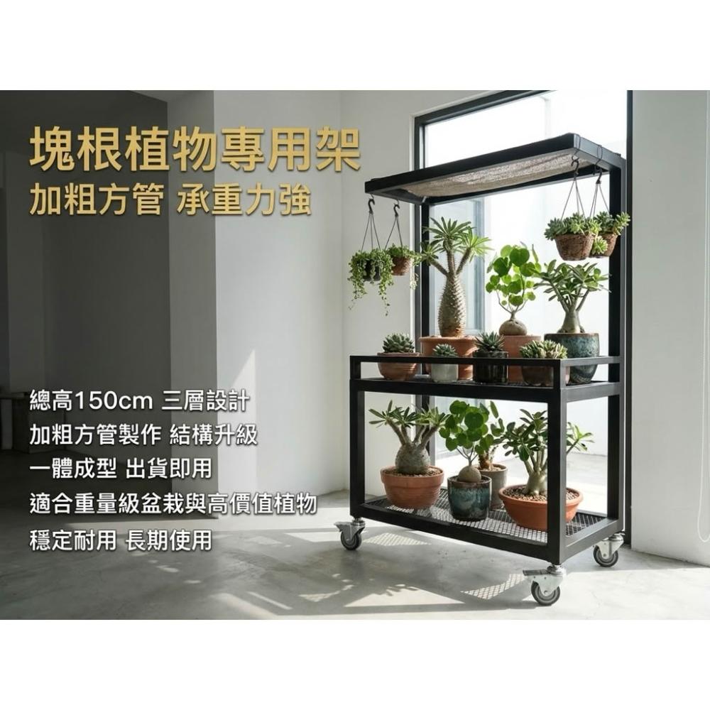 總高：150 公分（含輪）



面寬：70 × 40 公分



材質：鐵製加粗方管



結構：一體成型焊接



網面：菱格網設計



輪子：活動輪 ×4（皆附煞車）



顏色：消光黑

加粗方管 製作，

整體比例紮實，視覺與結構都比一般細管植物架更加穩定耐用。

一體成型焊接設計，出貨即用，無需組裝，適合擺放重量較重或高價值的塊根植物。