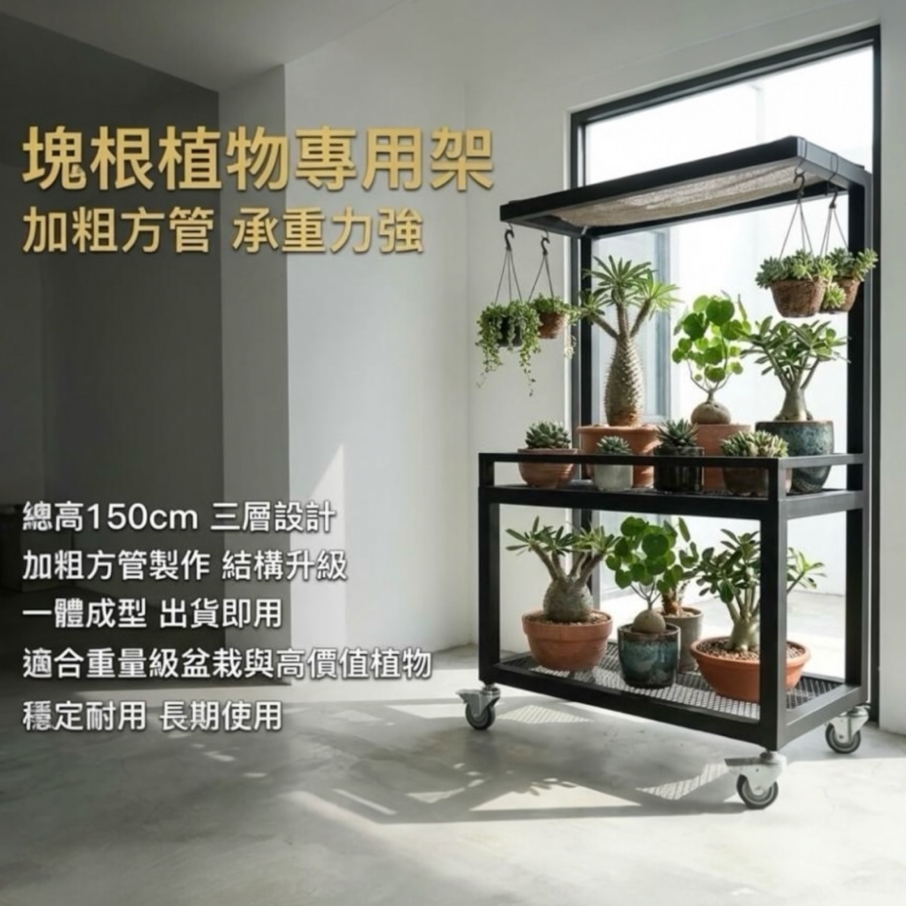 總高：150 公分（含輪）
面寬：70 × 40 公分
材質：鐵製加粗方管
結構：一體成型焊接
網面：菱格網設
輪子：活動輪 ×4（皆附煞車）
顏色：消光黑
加粗方管 製作，
整體比例紮實，視覺與結構都比一般細管植物架更加穩定耐用。
一體成型焊接設計，出貨即用，無需組裝，適合擺放重量較重或高價值的塊根植物。